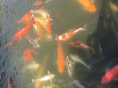 -珠海圆明新园