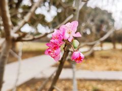 -上海共青森林公园