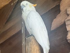 -新加坡飞禽公园