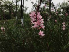 -桤木河湿地公园