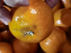 -双福水果批发市场