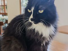 -有猫主题·治愈系猫咖(曾厝垵店)