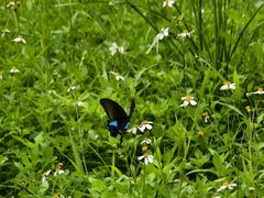 -南宁良凤江国家森林公园