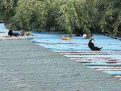 -旺山·浪头人家