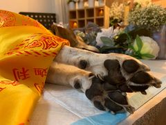 -翡翠森林宠物火化殡葬(通州店)