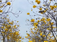 -天适樱花悠乐园