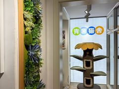 -青奢宠物·青奢猫舍