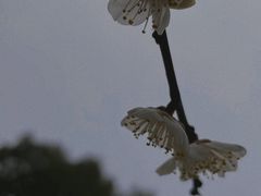-月湖风景区