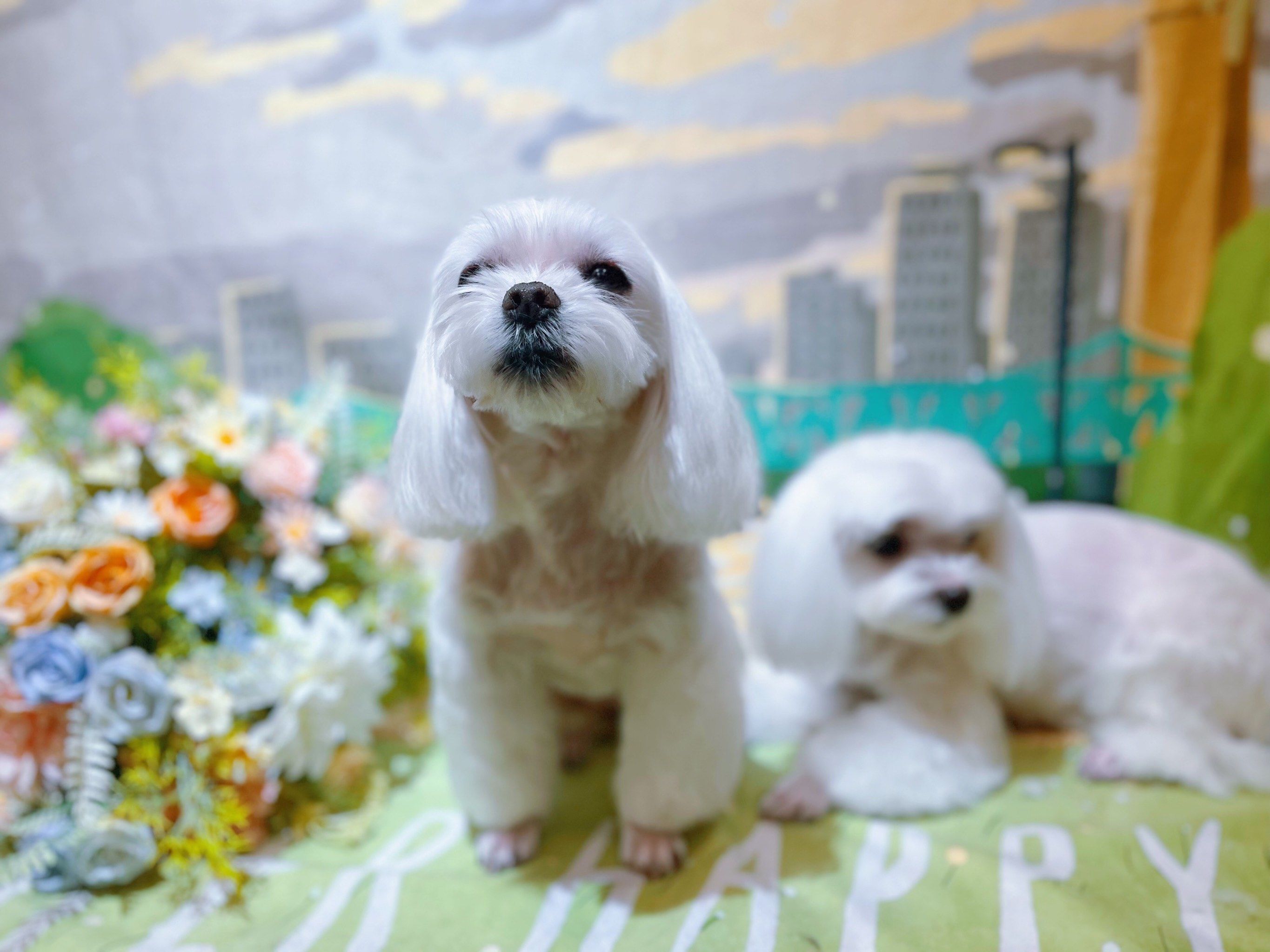 这样萌萌的小毛孩可爱的不像话了