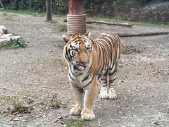 -上海野生动物园老虎餐厅