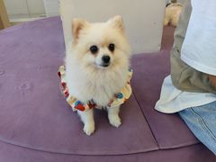 -怪兽屋·羊驼·猫咖·狗咖(俊华广场店)