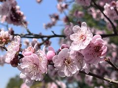 -花开海上生态园