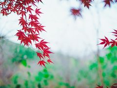 -浮槎山