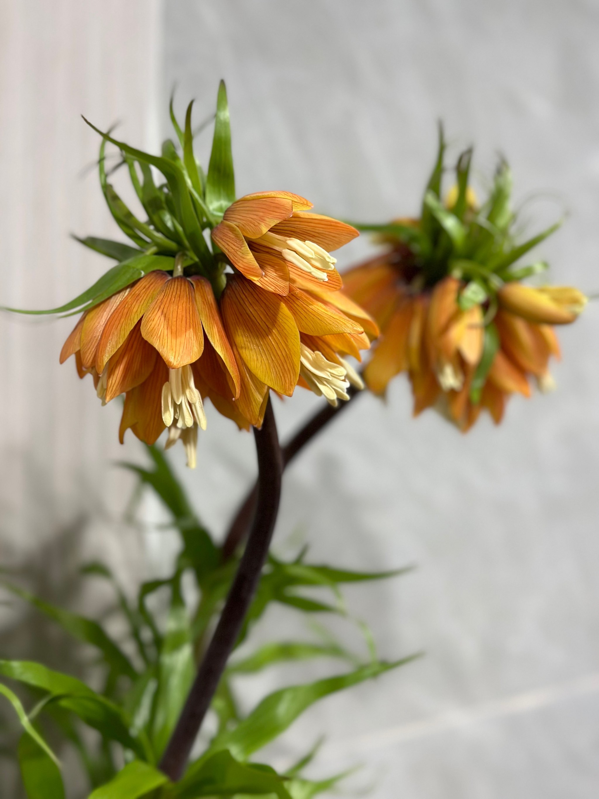 🌞🟠小众花卉分享