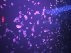 -太平洋海底世界