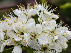 -樱桃山旅游景区