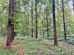 -黄海国家森林公园