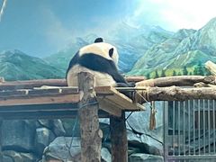 -武汉动物园