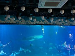-烟台海昌鲸鲨海洋公园