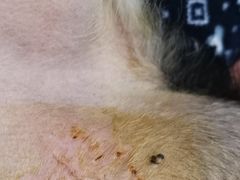 -康乐宝动物医院