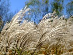 -野鸭湖国家湿地公园