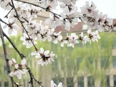 -桃花堤公园