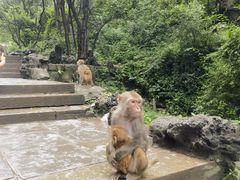 -黔灵山公园