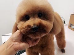 -紫光园·烤鸭(吕家营店)