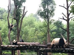 -都江堰中华大熊猫苑