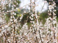 -广州市流溪河国家森林公园