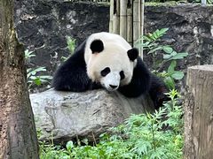 -都江堰中华大熊猫苑