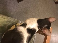 -猫色咖啡·猫咖