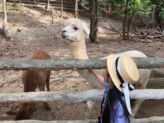 -清迈夜间动物园