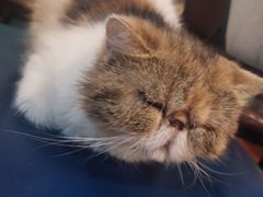 -猫小院猫主题餐厅(南锣旗舰店)