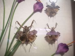 -陕西自然博物馆