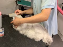-艾贝尔宠物医院 ·中兽医·宠保定点(北门桥店)