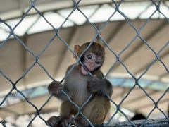 -西霞口神雕山野生动物世界