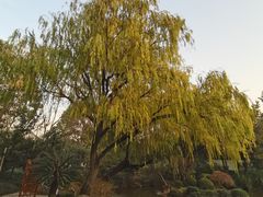 -秋霞圃