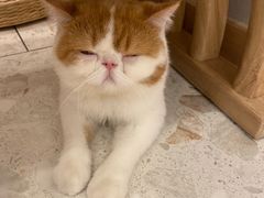 -飞行喵MR PILOT|猫舍·猫咖(静安大融城店)