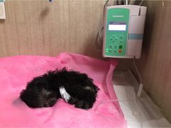 -北京观赏动物医院·24小时大型综合·猫专科·异宠专科