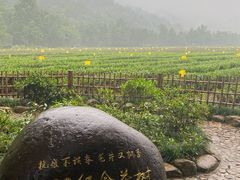 -中国茶叶博物馆(双峰馆区)