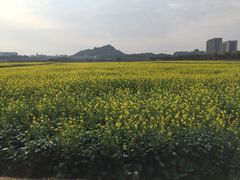 -光明小镇欢乐田园
