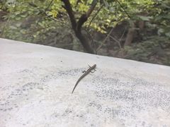 -北京上方山国家森林公园