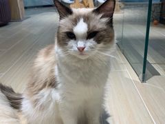 -momokira米努特·德文卷毛猫·棉花面纱犬