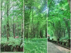 -峨眉山报国寺