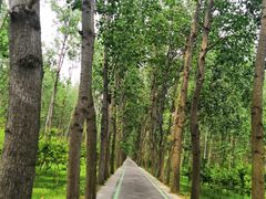 -合肥滨湖国家森林公园