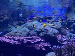 -瑞普利水族馆