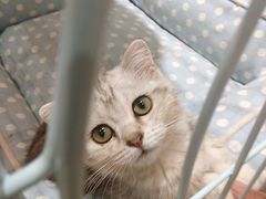 -藏猫猫咖啡主题馆(中央大道店)