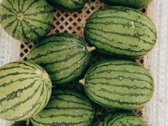 -庞各庄翠芳园西瓜蔬菜基地采摘园