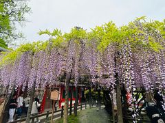 -奈良公园